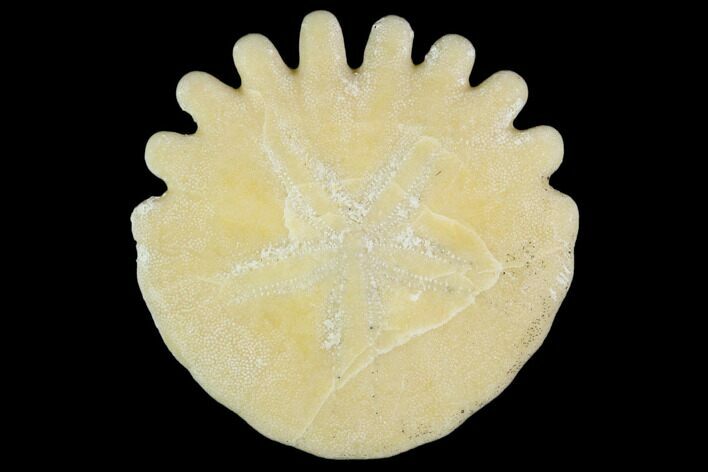 Fossil Sand Dollar (Heliophora) - Boujdour Province, Morocco #106779